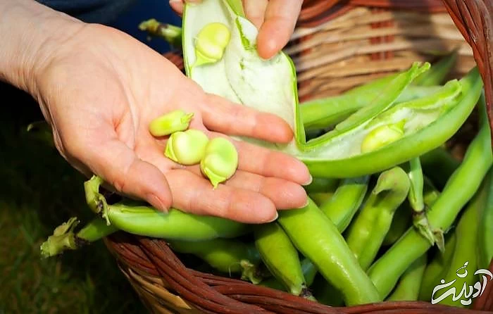 پوست کندن باقلا سبز